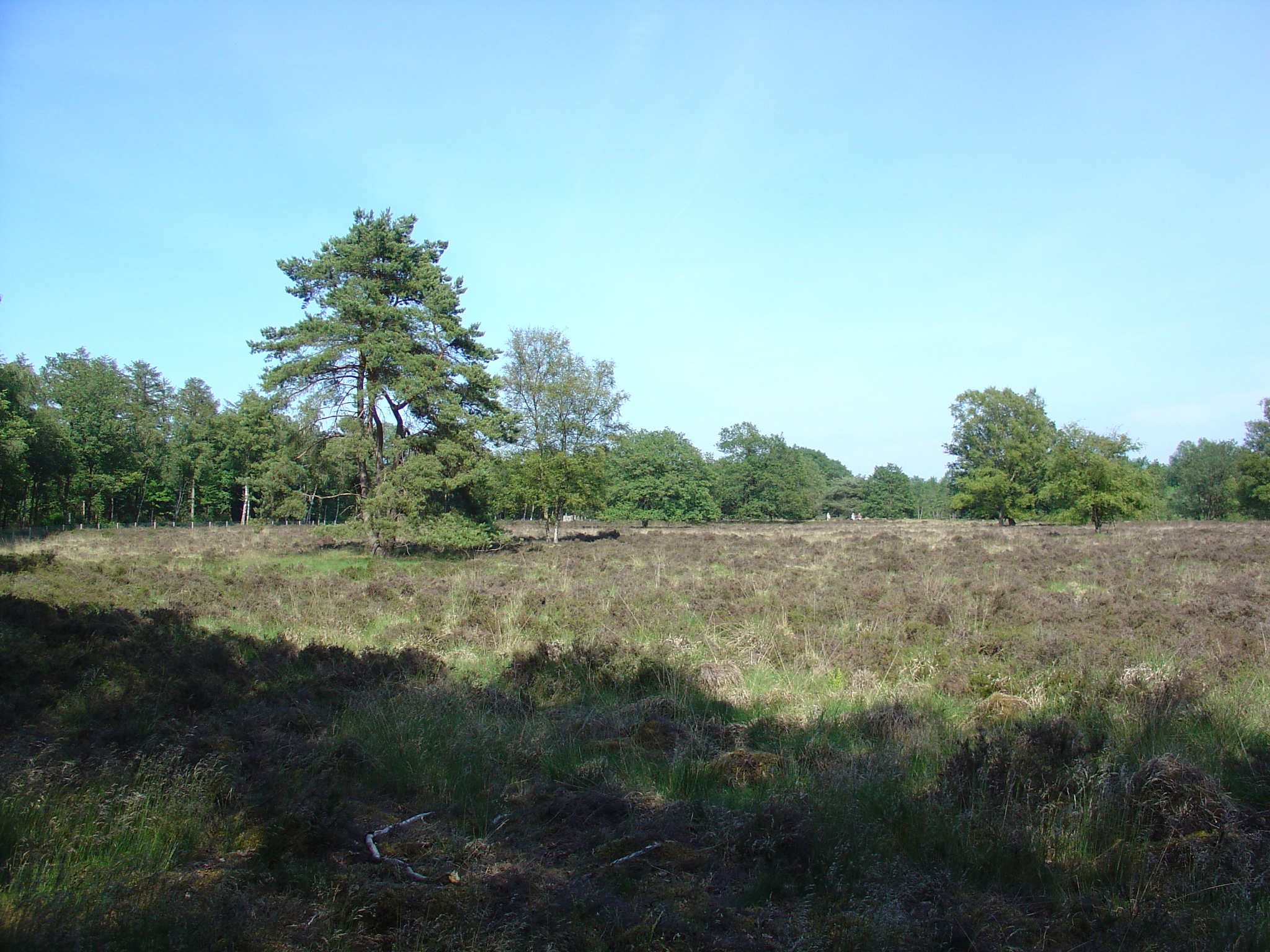TerApel 018.jpg